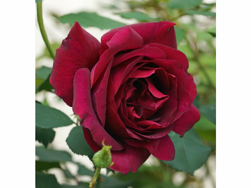 okrasné kríky ruža veľkokvetá